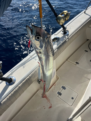 Channel scabbardfish (Evoxymetopon taeniatus) — Trichiuridae