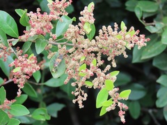 Hymenocardia ulmoides