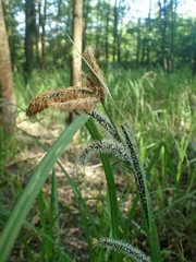 Carex acutiformis