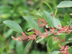 Hymenocardia ulmoides