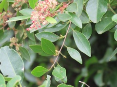 Hymenocardia ulmoides