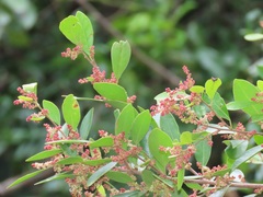 Hymenocardia ulmoides