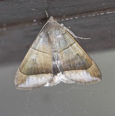 Bastilla hicanora