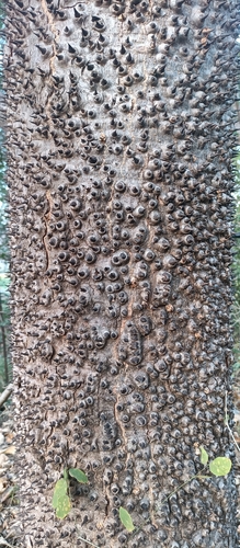 Hura polyandra, photograph 1