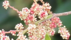 Hymenocardia ulmoides