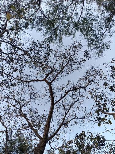 Hura polyandra, photograph 2