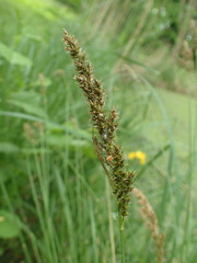 Carex paniculata