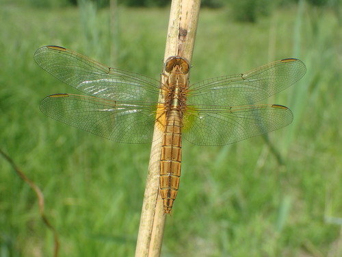 Broad Scarlet, photo 2 of 8
