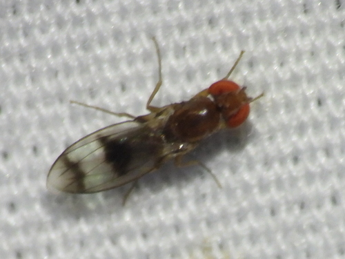 Unknown species found near Handley, Fort Worth, TX 76112, USA
