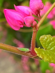 Bucephalogonia xanthophis