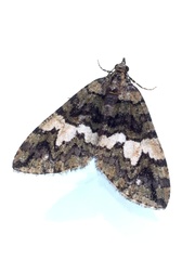 Hydriomena albifasciata