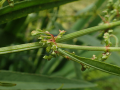 Rumex hydrolapathum