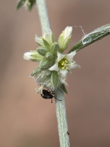 Lance-leaved Ditaxis (Argythamnia lanceolata)