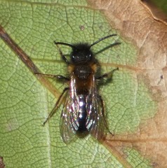 Andrena bicolor