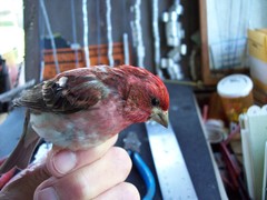 Haemorhous purpureus purpureus