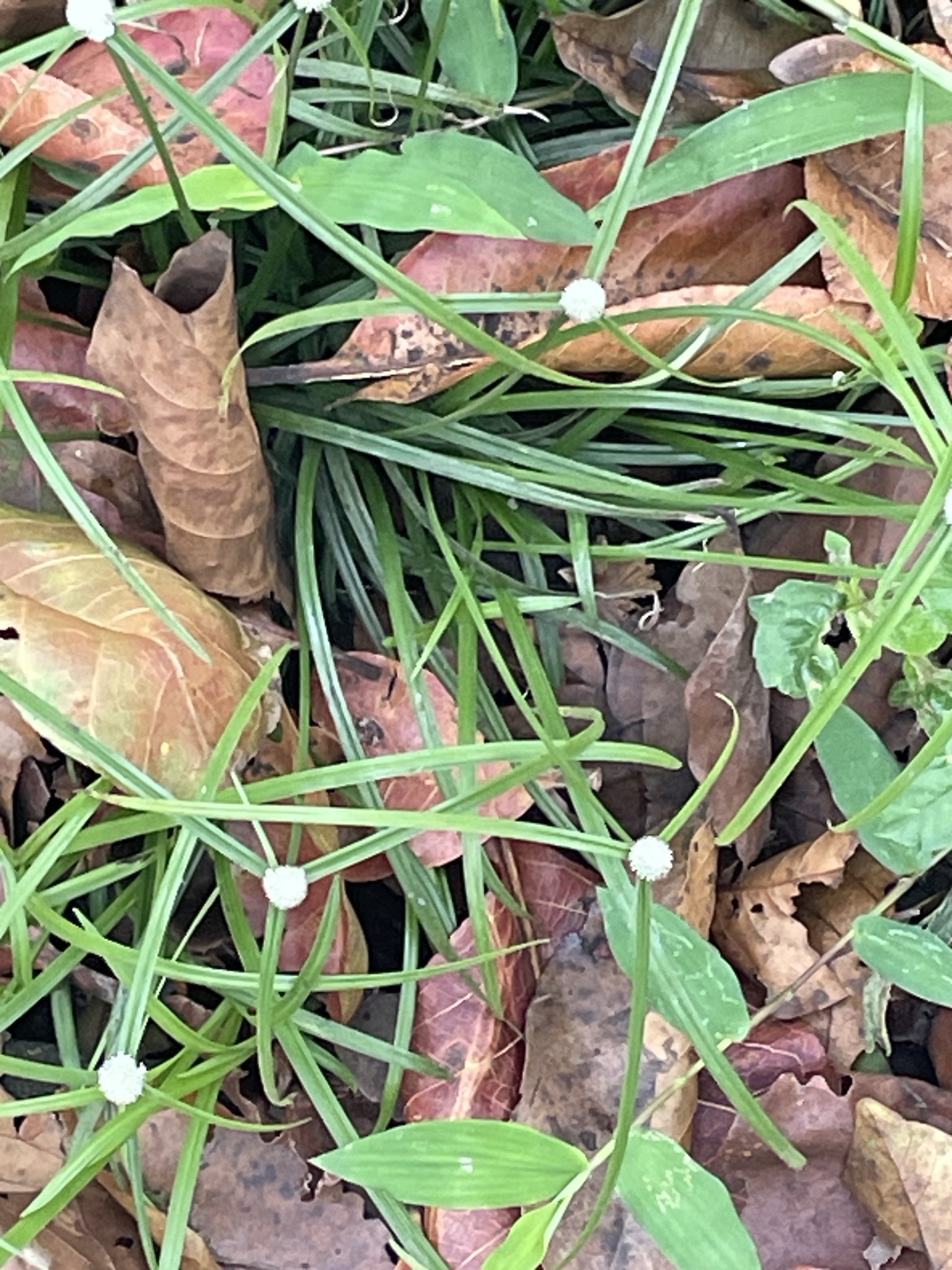 Cyperus mindorensis — ảnh 2