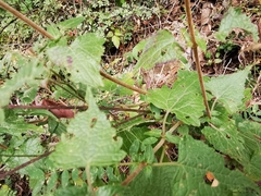Tamaulipa azurea