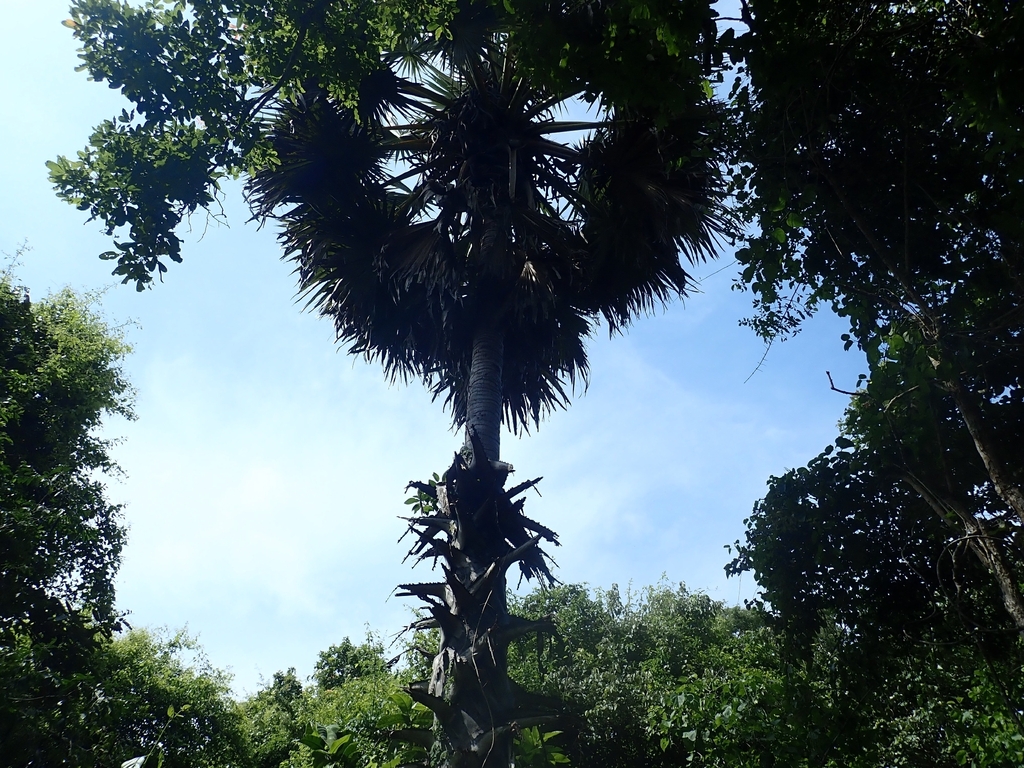 Lontar (Borassus flabellifer)