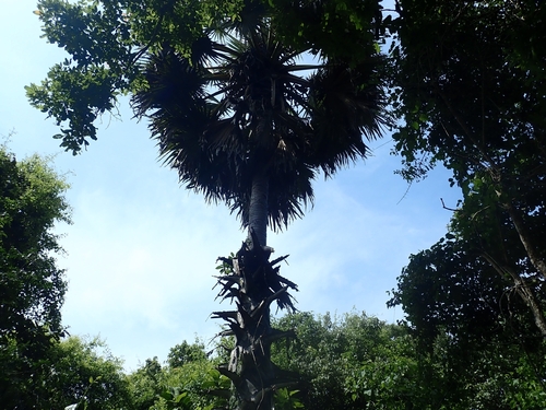 Borassus flabellifer