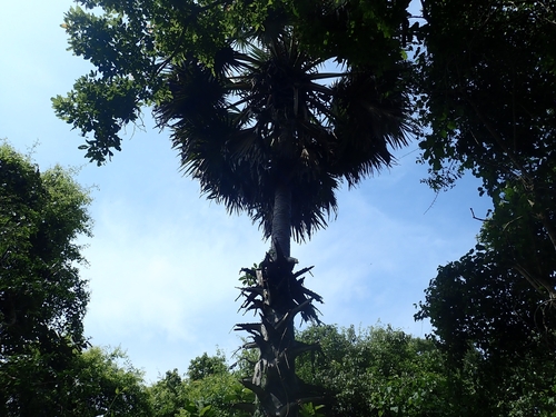 Borassus flabellifer