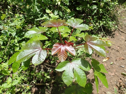 Jatropha gossypiifolia