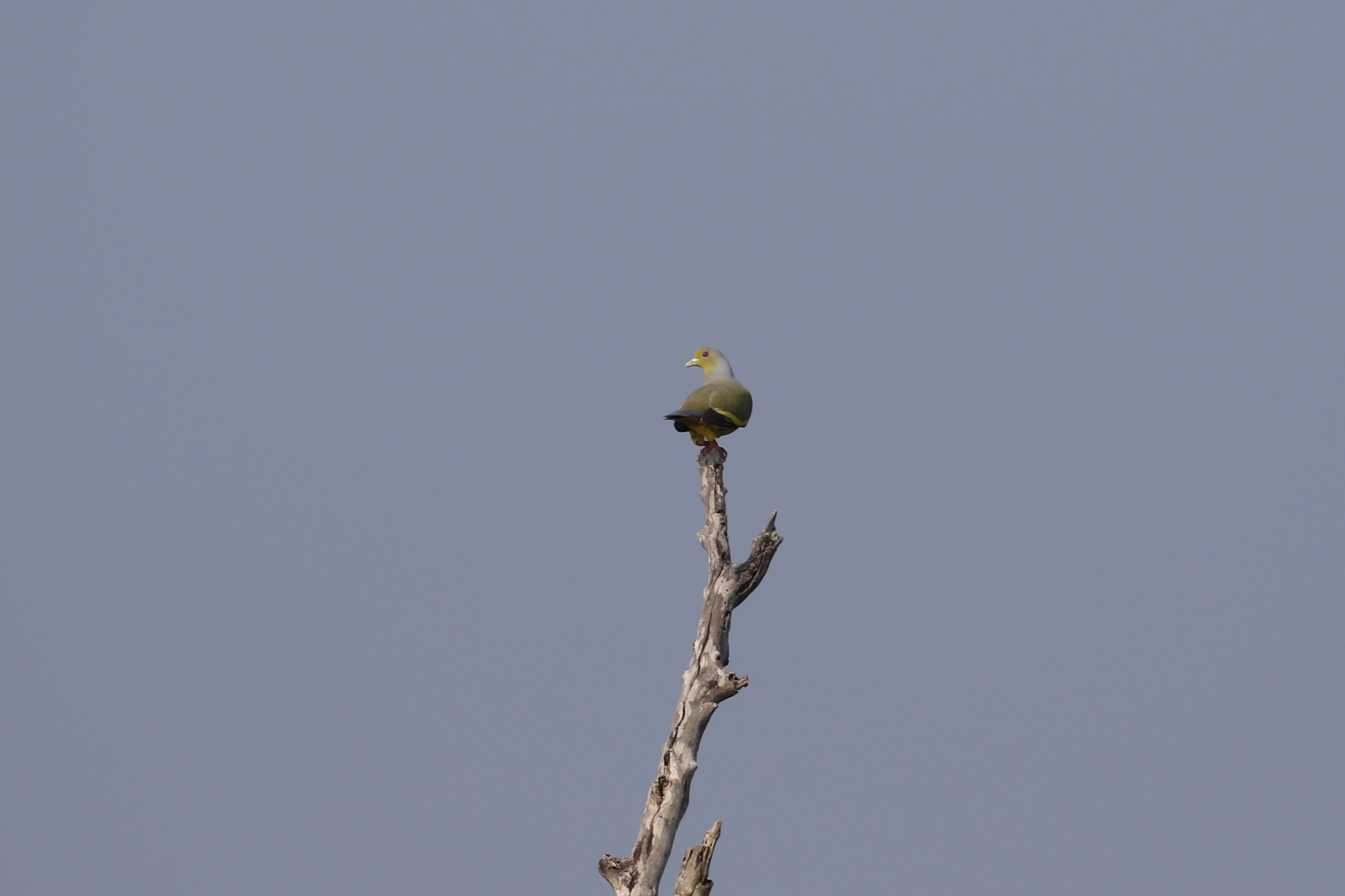 Orange-breasted Green Pigeon (Treron bicinctus), photo 3