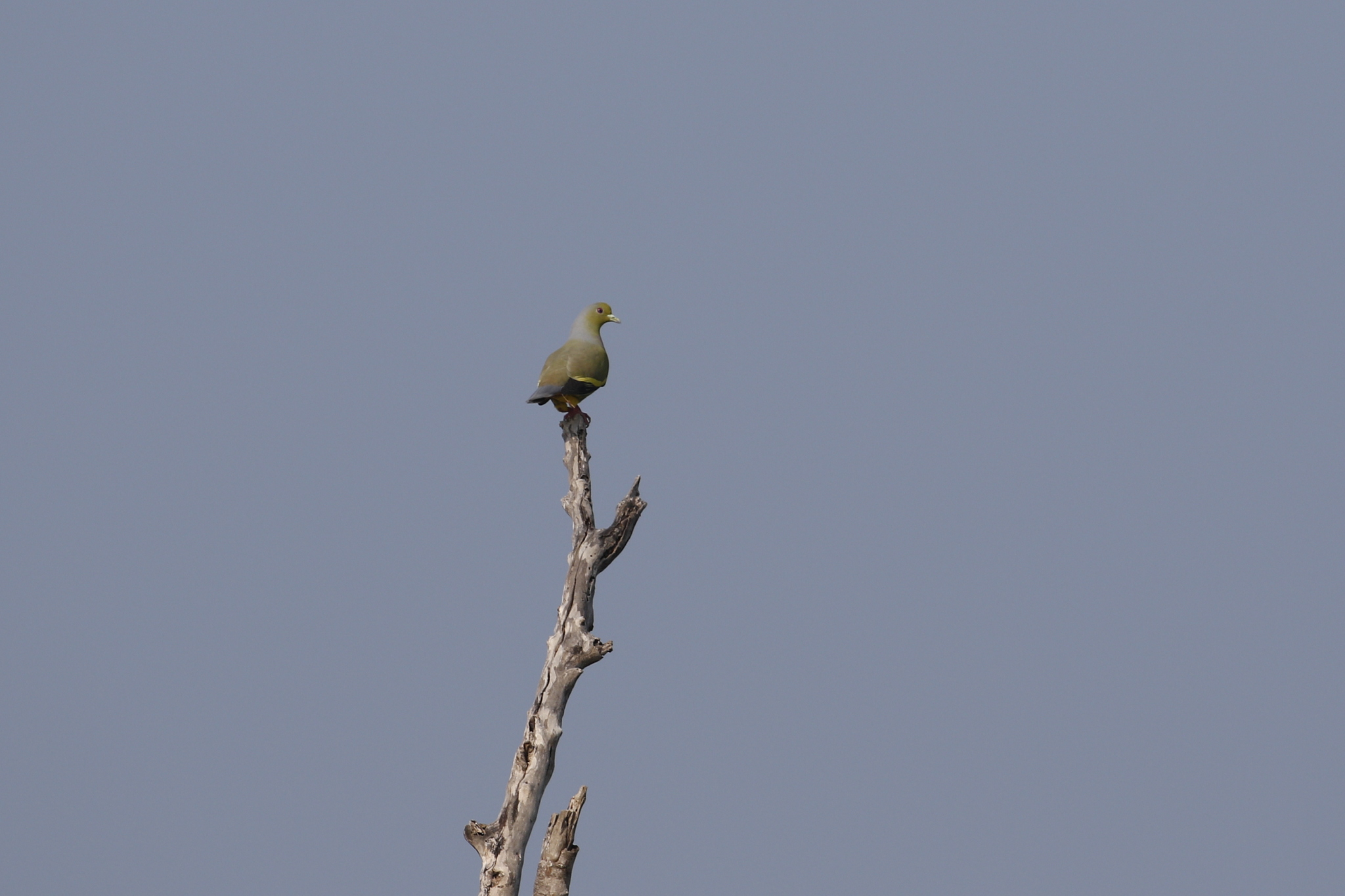 Orange-breasted Green Pigeon (Treron bicinctus), photo 4