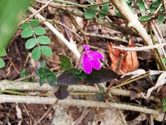 Justicia hintoniorum