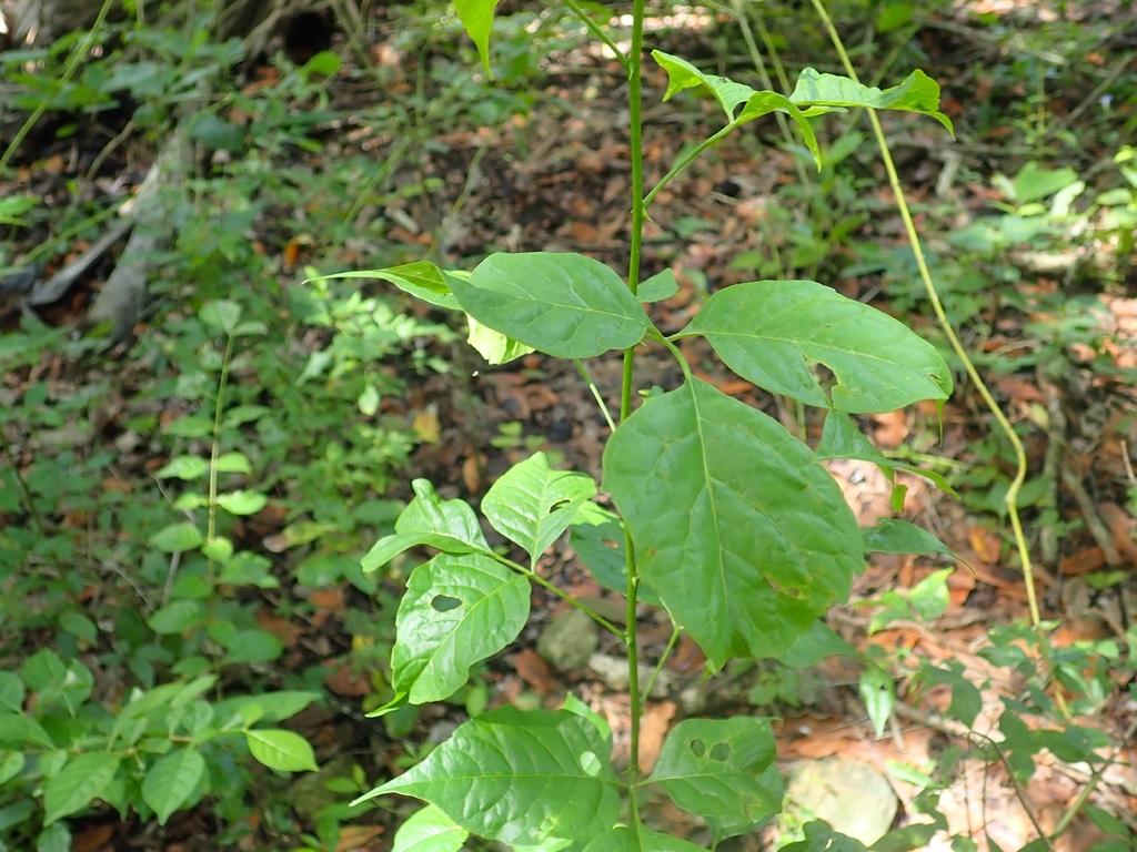 Allophylus cobbe (Allophylus cobbe)