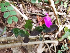 Justicia hintoniorum