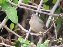 Lagonosticta rhodopareia