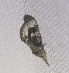 Zalissa catocalina