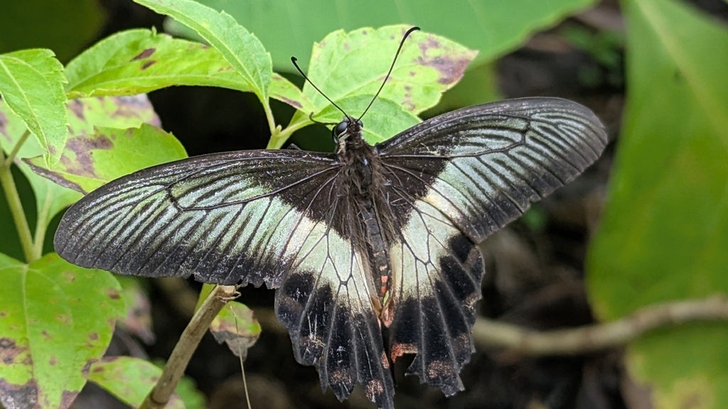 Timor Rose (Pachliopta liris)