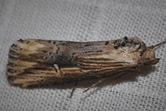 Crambodes talidiformis