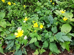 Ranunculus sierrae-orientalis