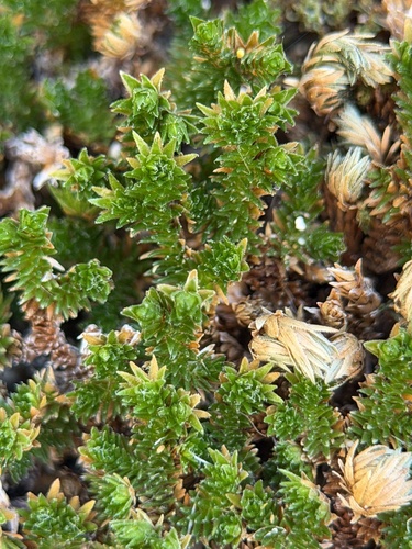 Desert Spikemoss (Selaginella eremophila)