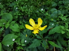Ranunculus sierrae-orientalis