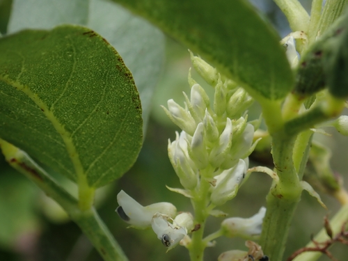 Horse Bush (Dendrolobium umbellatum)