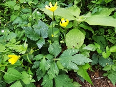 Ranunculus sierrae-orientalis