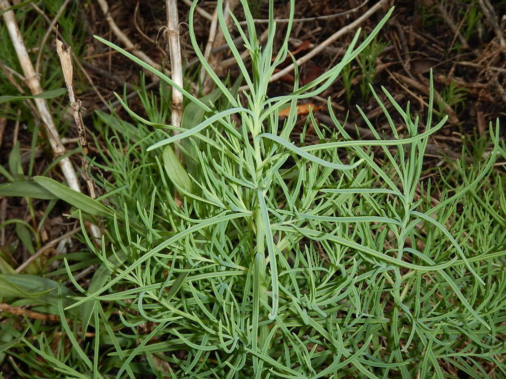 Annual Seepweed