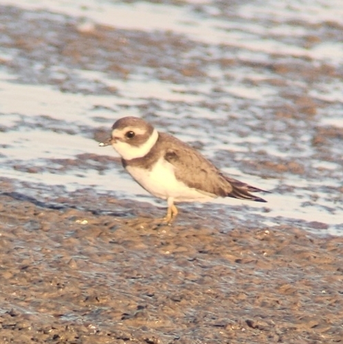 Charadrius, 2025-09-03