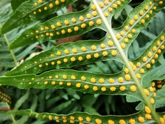 Polypodium plesiosorum