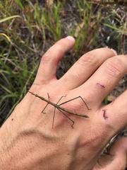 Microcoema acuminata