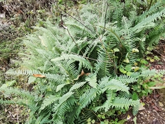 Polypodium plesiosorum
