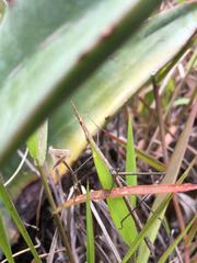 Microcoema acuminata
