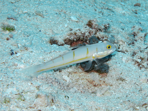 Decorated sandgoby (Valenciennea decora) — Gobiidae