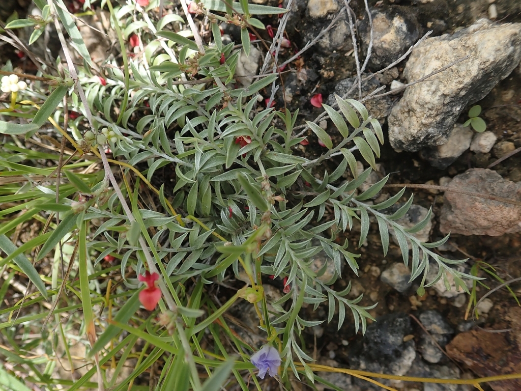 Narrowleaf Indigo (Indigofera linifolia)