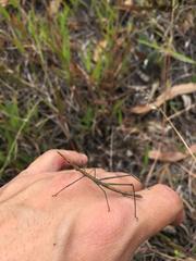 Microcoema acuminata