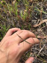 Microcoema acuminata