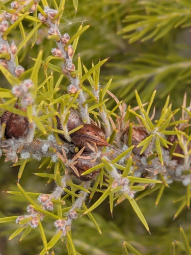 ribbed hakea (Hakea costata)